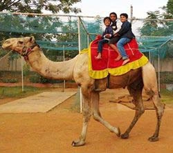 birthday Camel Ride